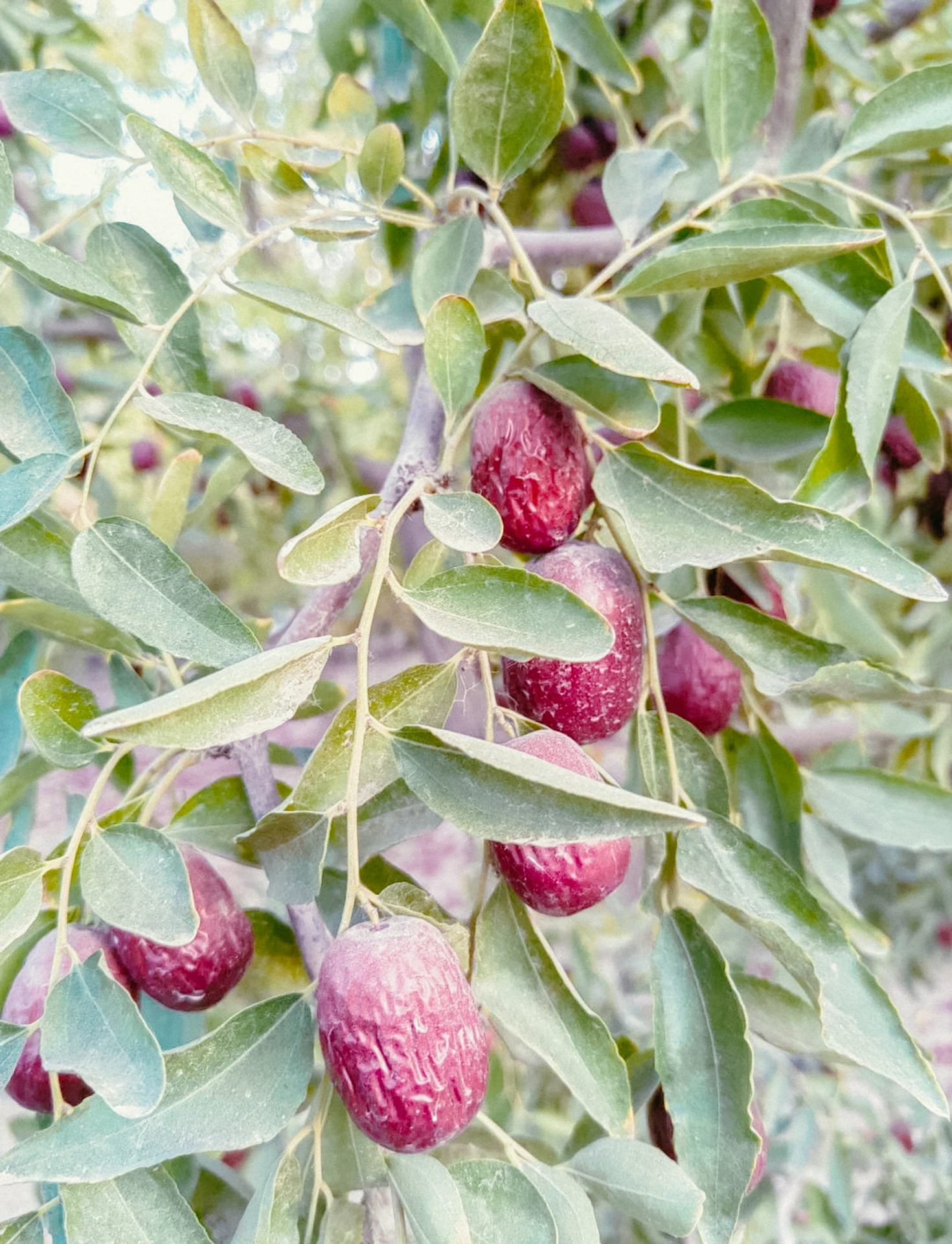 superfood-jujube-qingdao1