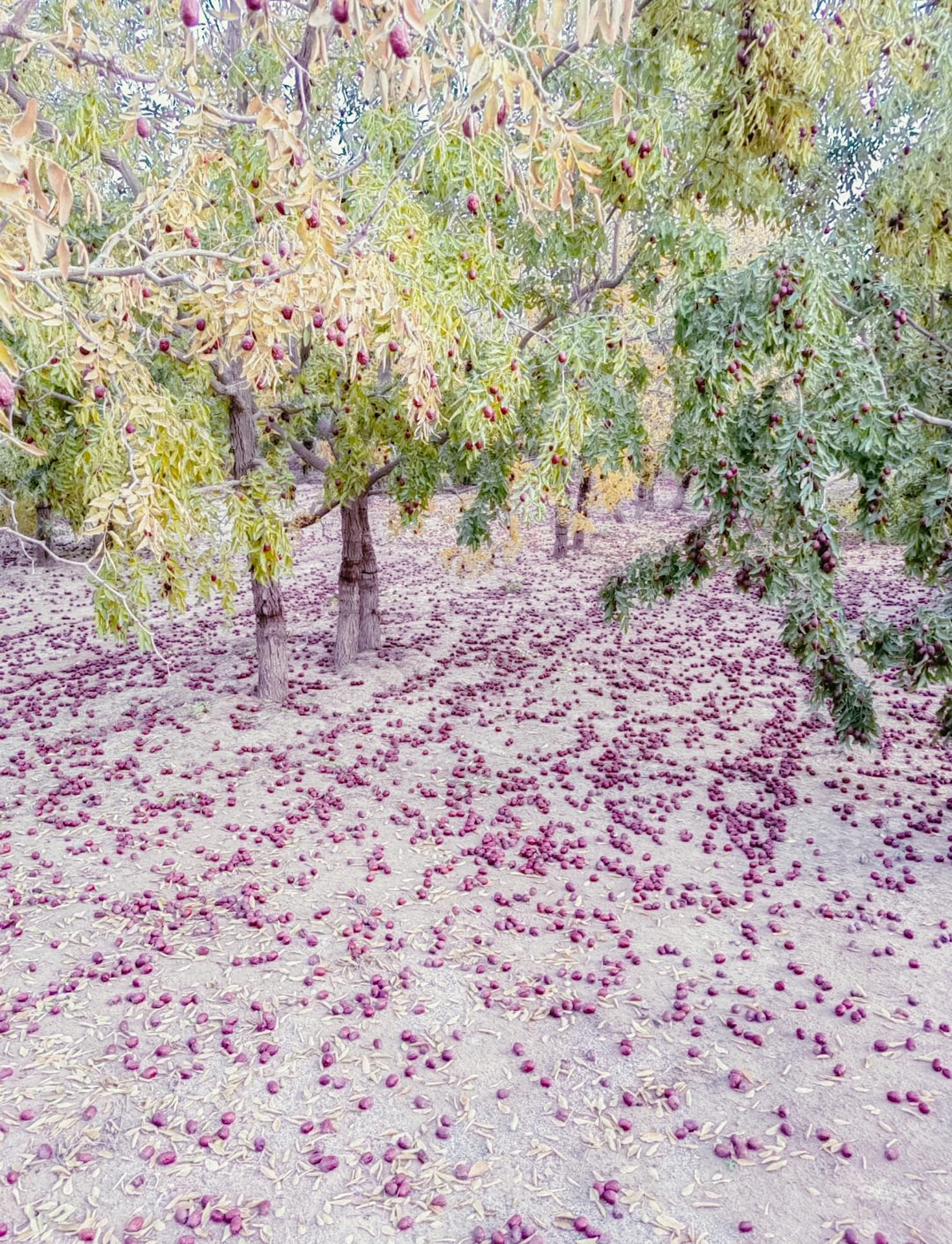 superfood-jujube-qingdao2