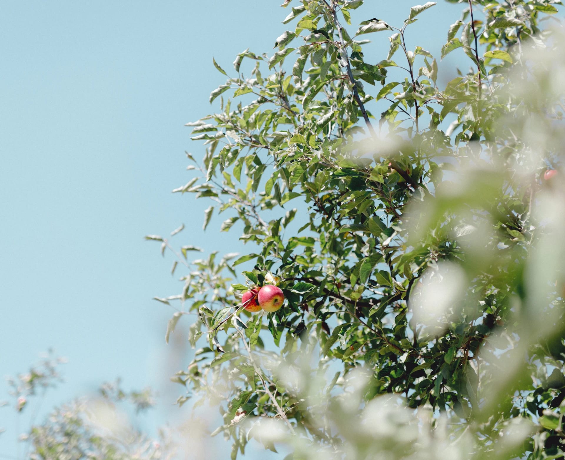 Organic is Gentle on the Earth