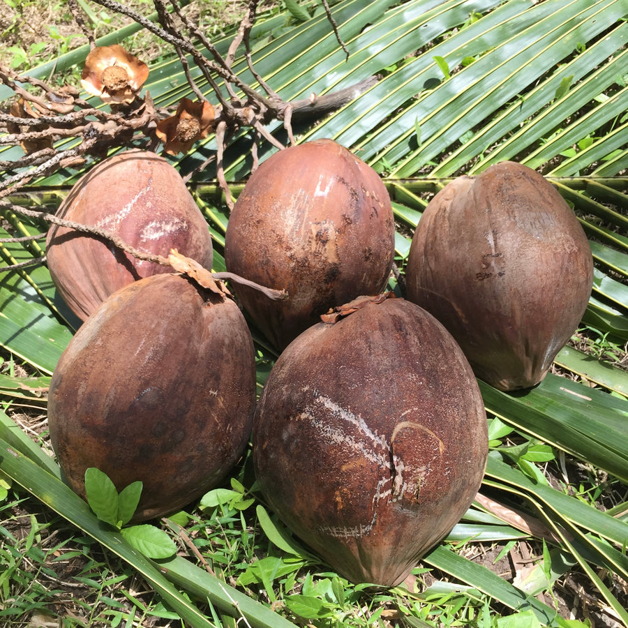 ORGANIC EXTRA VIRGIN COCONUT OIL